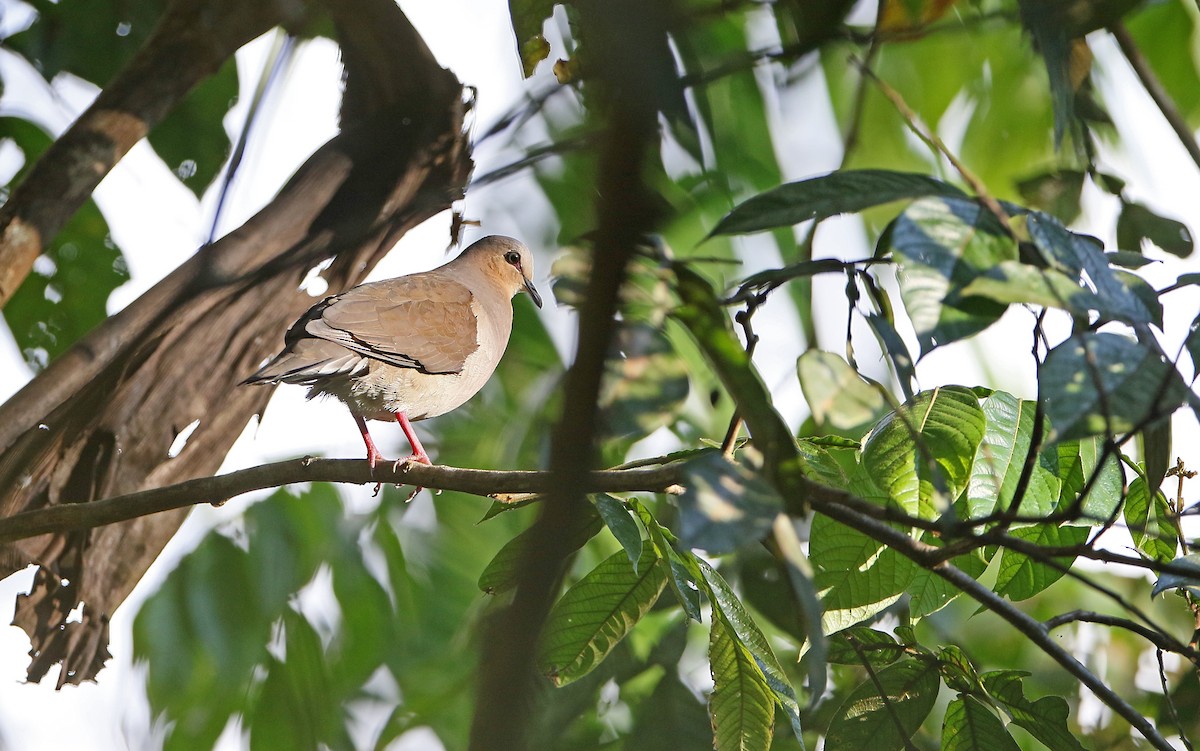 Gray-fronted Dove - ML373488901