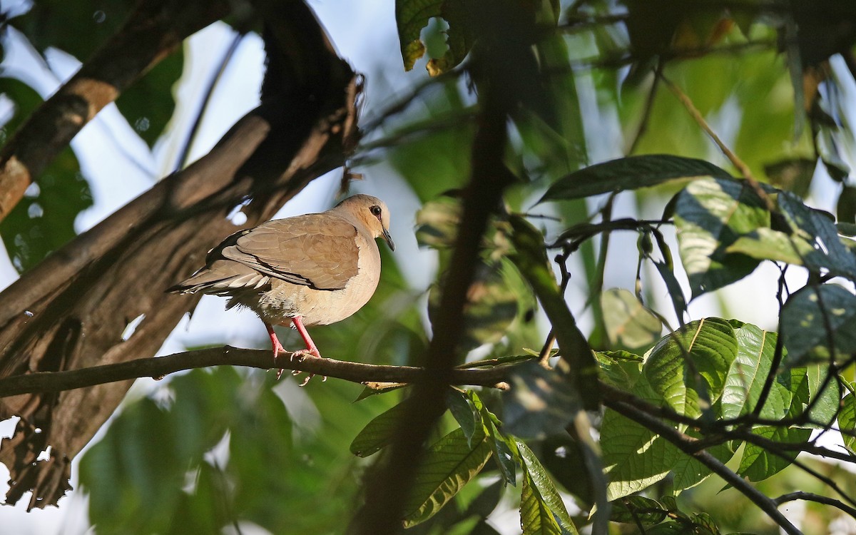 Gray-fronted Dove - ML373488951