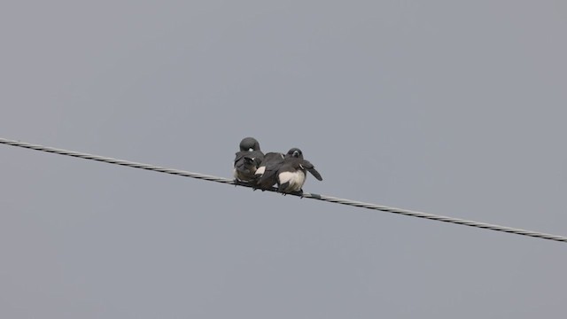 White-breasted Woodswallow - ML373489471