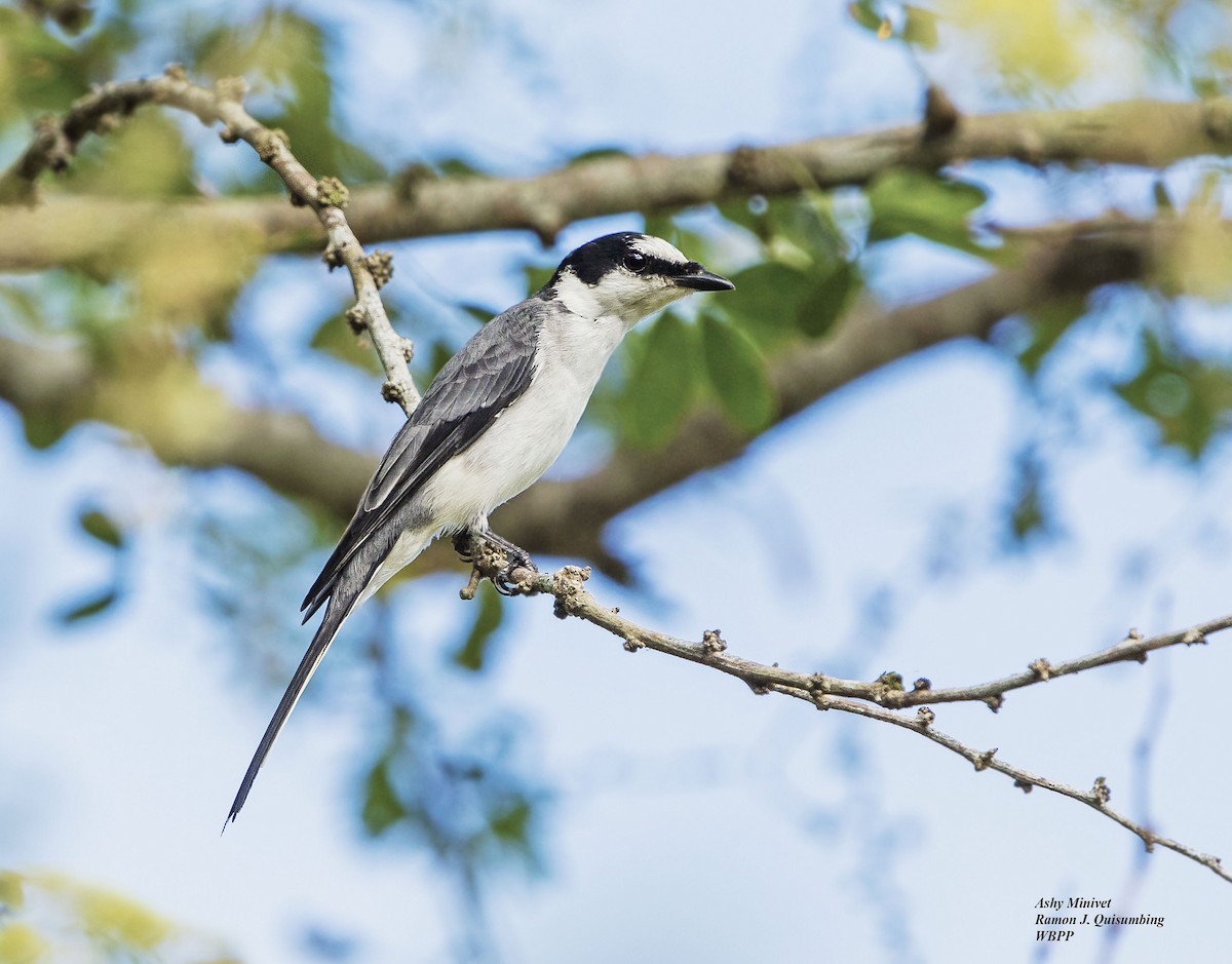 Minivet cendré - ML373491501