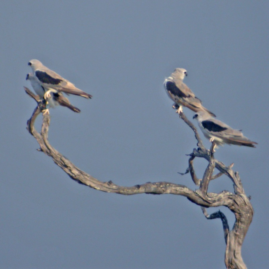 Letter-winged Kite - ML37349211