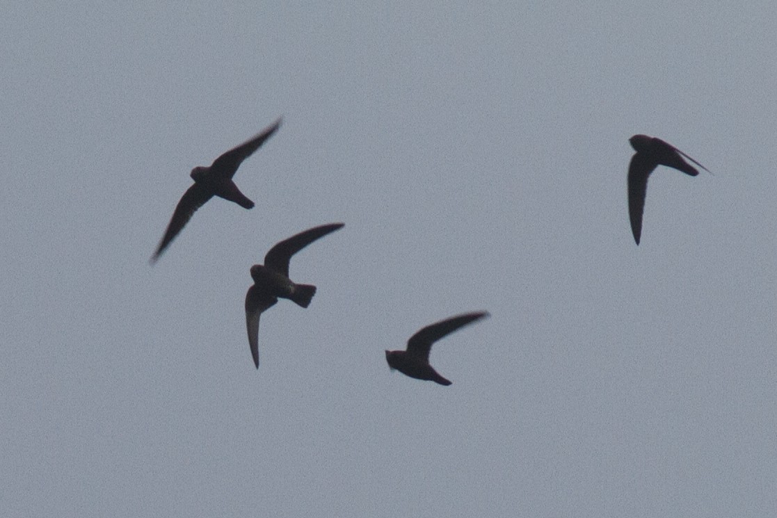 White-chinned Swift - ML37349381