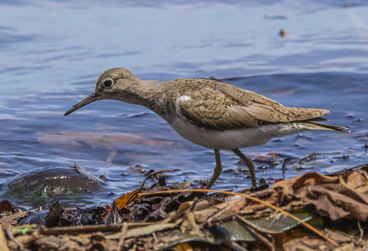 Common Sandpiper - Rlene Steffy