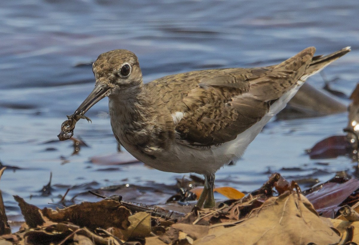 Common Sandpiper - ML373494261