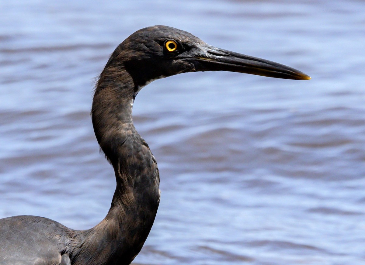 Pacific Reef-Heron - ML373494361