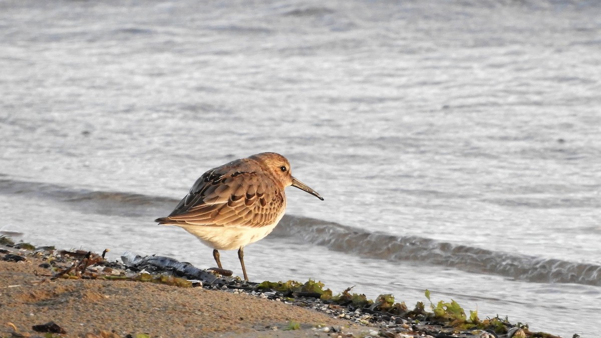 Dunlin - Andy  Woodward