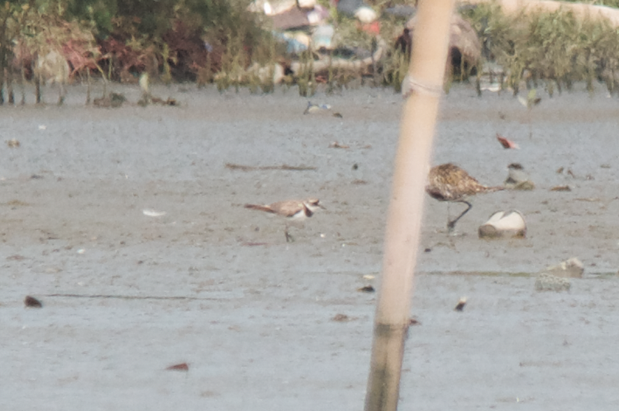 Common Ringed Plover - Cheta Chua