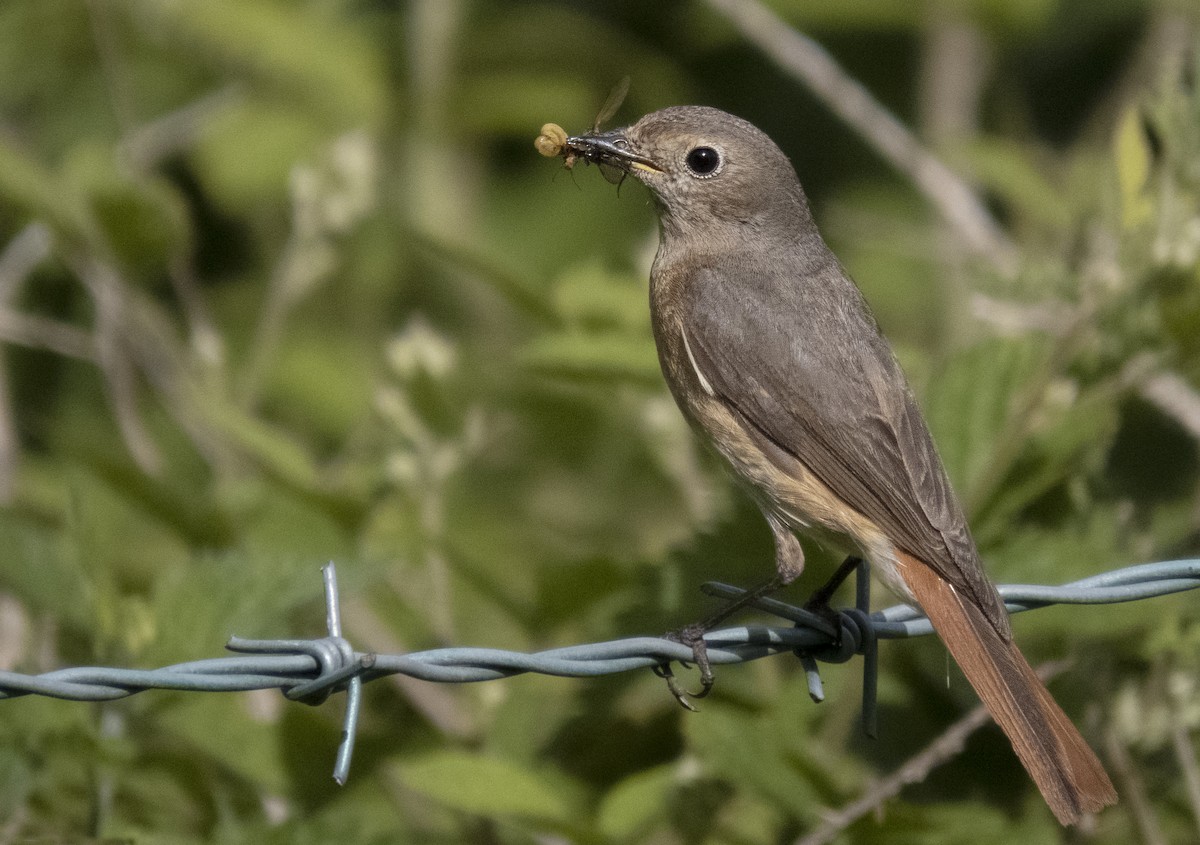 Common Redstart - ML373495791