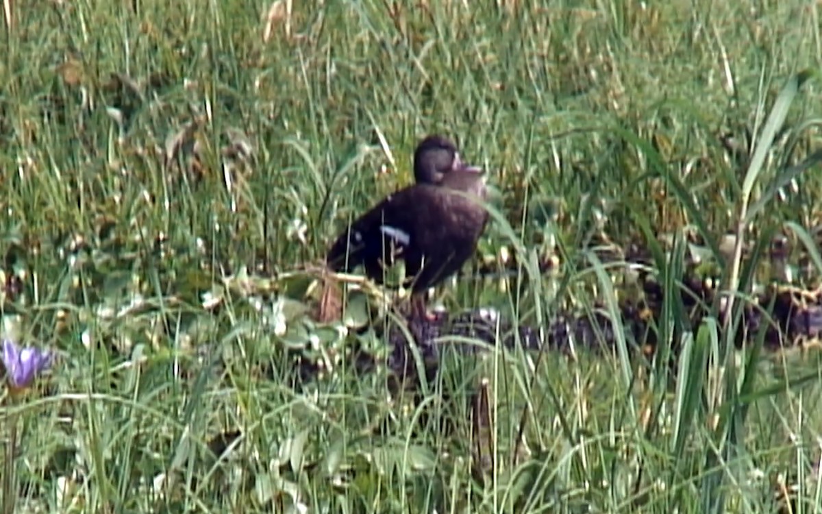 African Black Duck - ML373496291