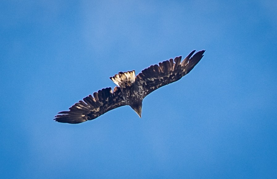 Bald Eagle - ML373496911