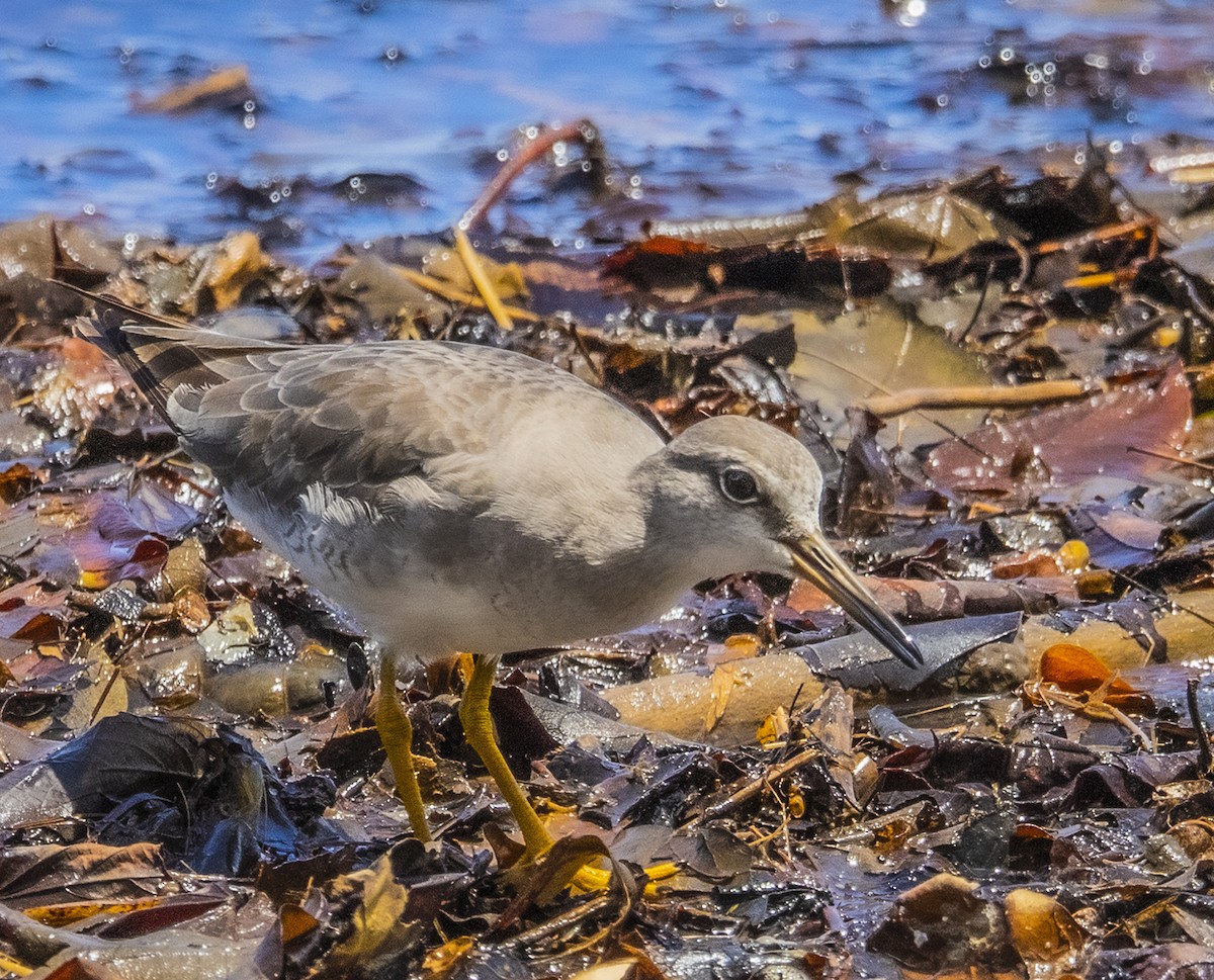 Gray-tailed Tattler - ML373497651