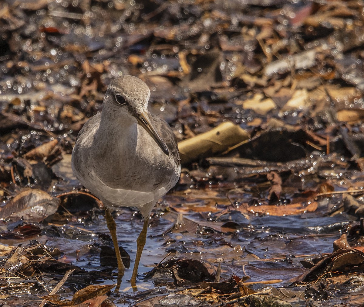 Gray-tailed Tattler - ML373497671
