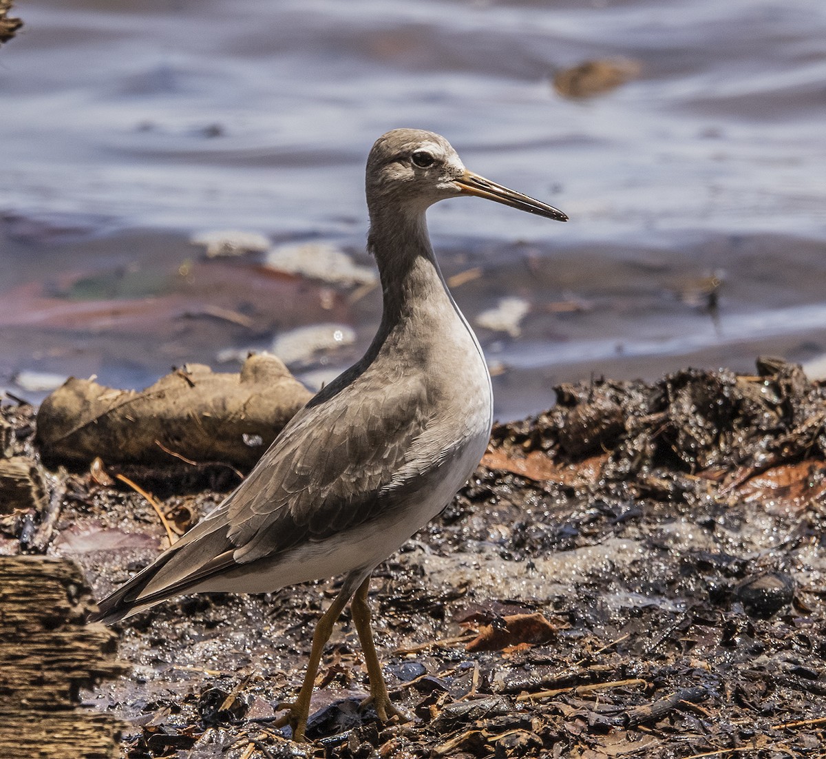 Gray-tailed Tattler - ML373497681