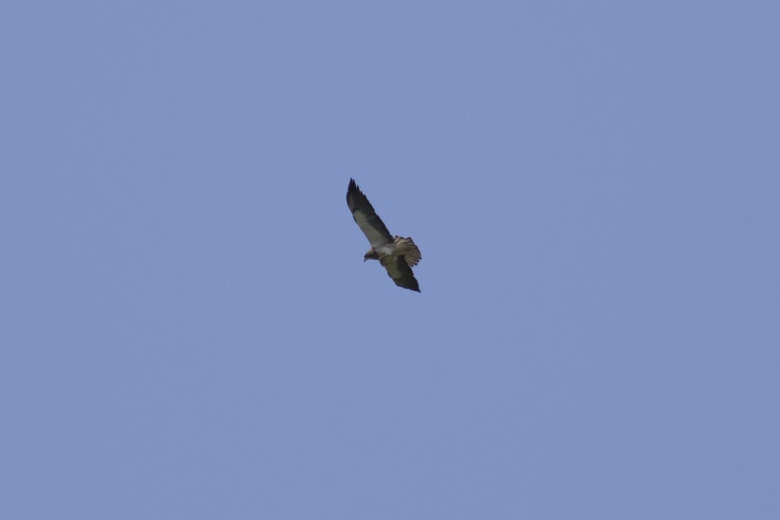 Swainson's Hawk - Michael Todd