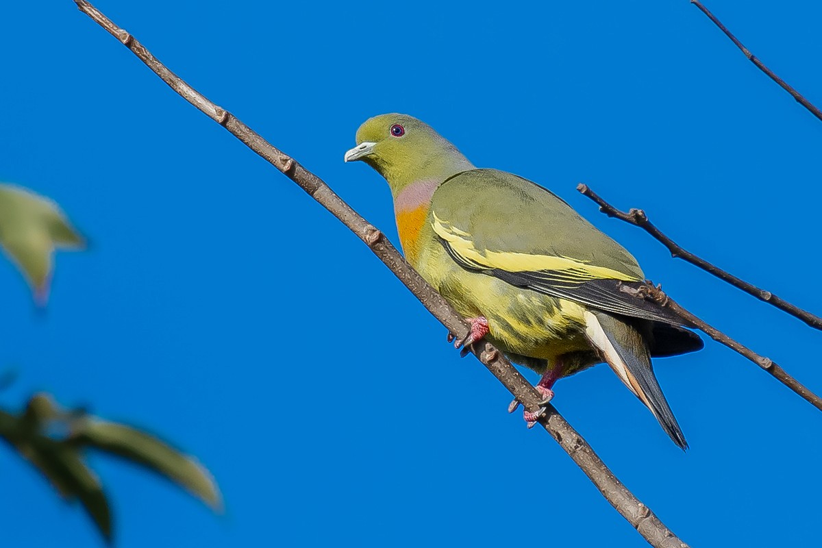 Orange-breasted Green-Pigeon - ML373498851