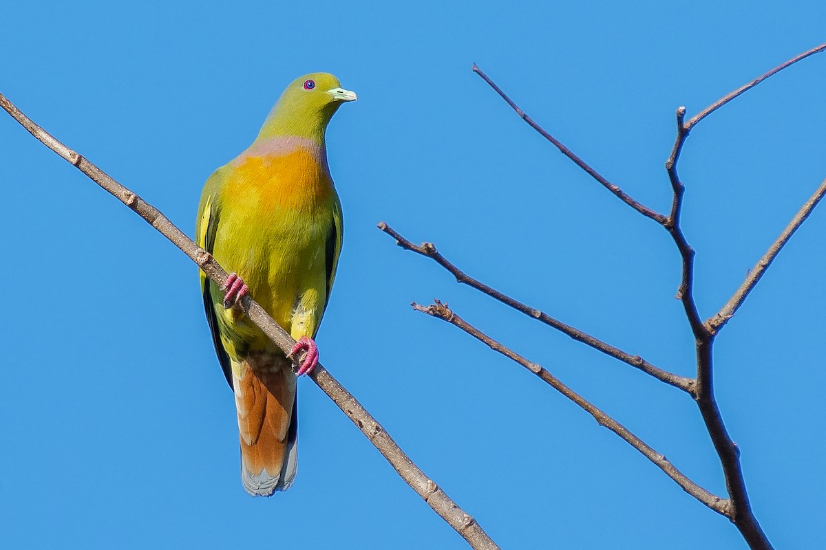 Orange-breasted Green-Pigeon - ML373499061