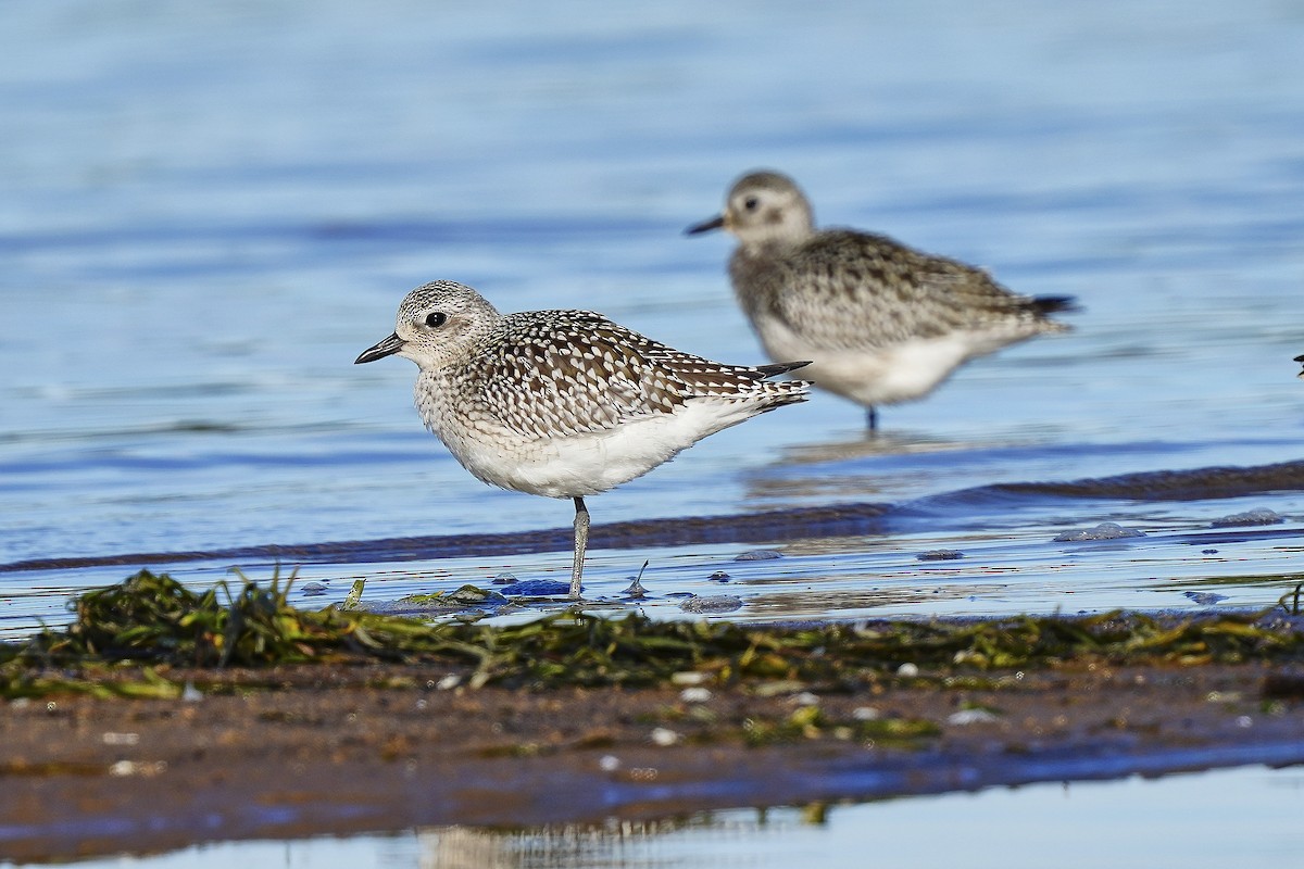 Black-bellied Plover - Louis Lessard