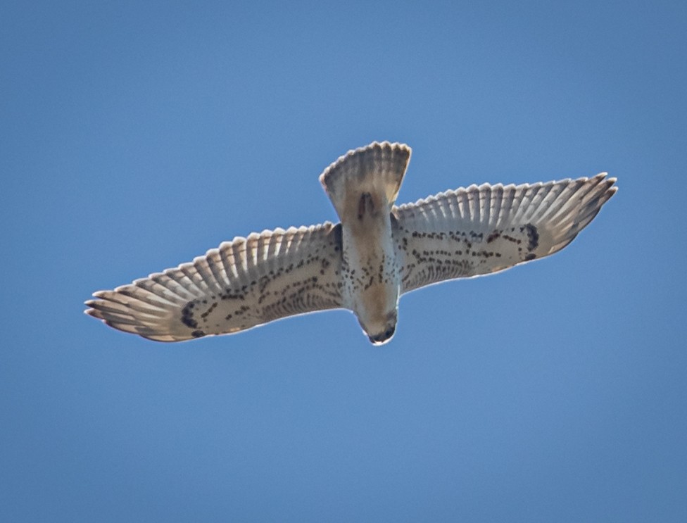 Ferruginous Hawk - bj worth