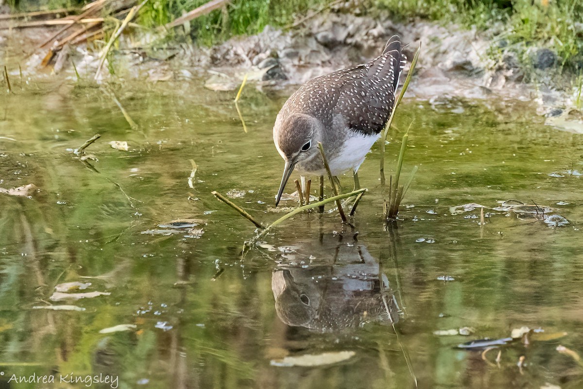 Solitary Sandpiper - ML373499931