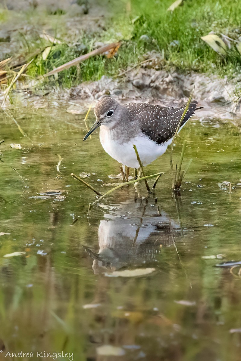 Solitary Sandpiper - ML373499951