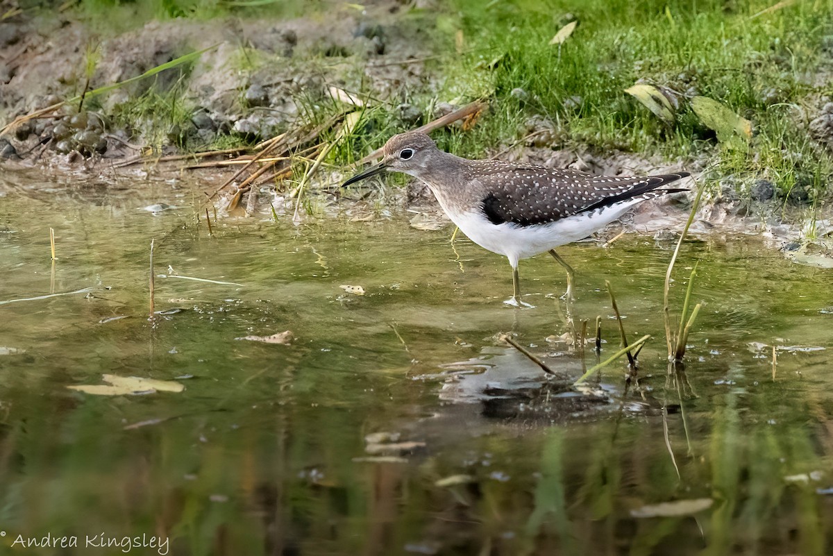 Solitary Sandpiper - ML373499961