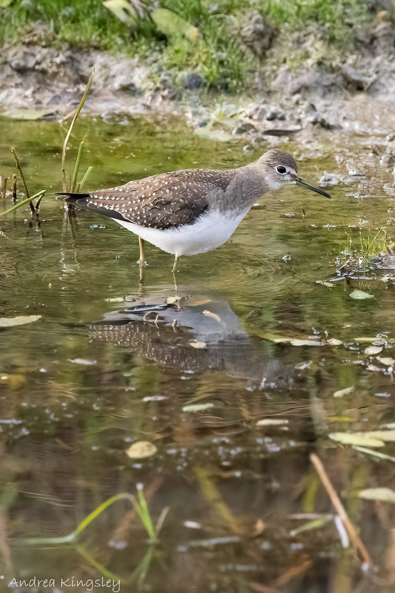 Solitary Sandpiper - ML373499971