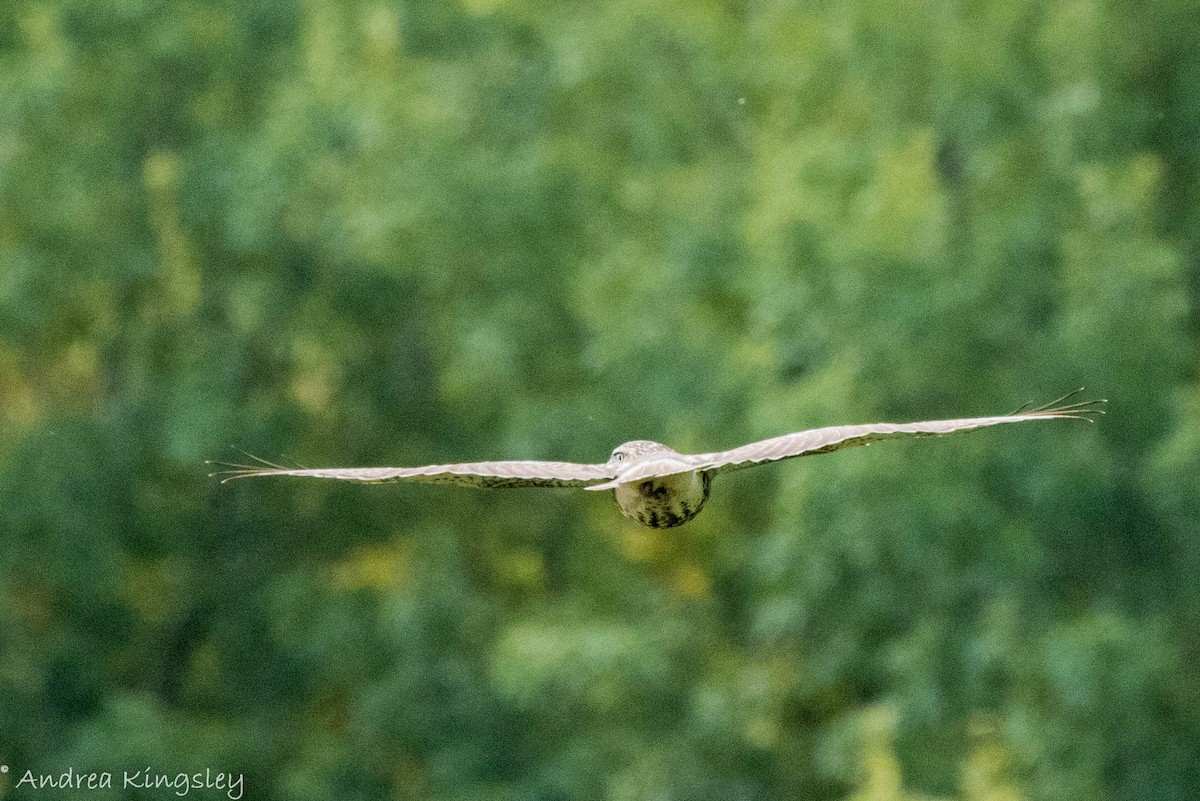 Red-tailed Hawk - ML373500011