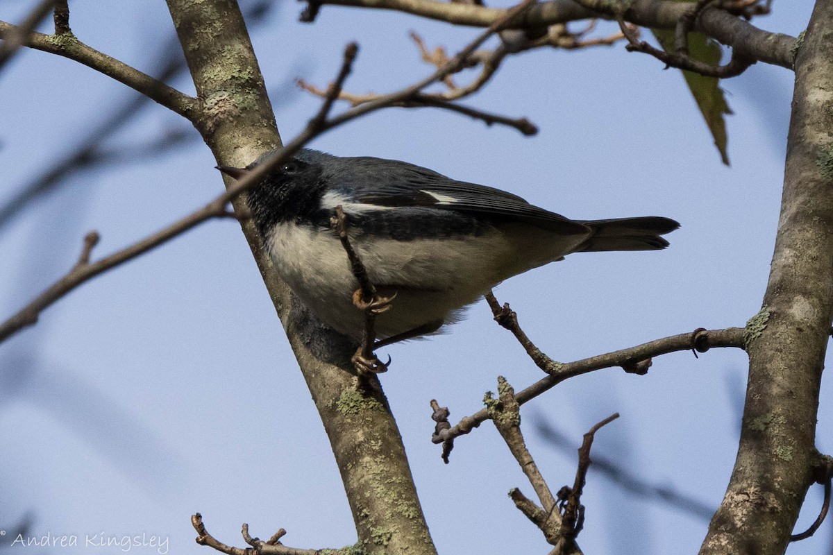 Black-throated Blue Warbler - ML373500071