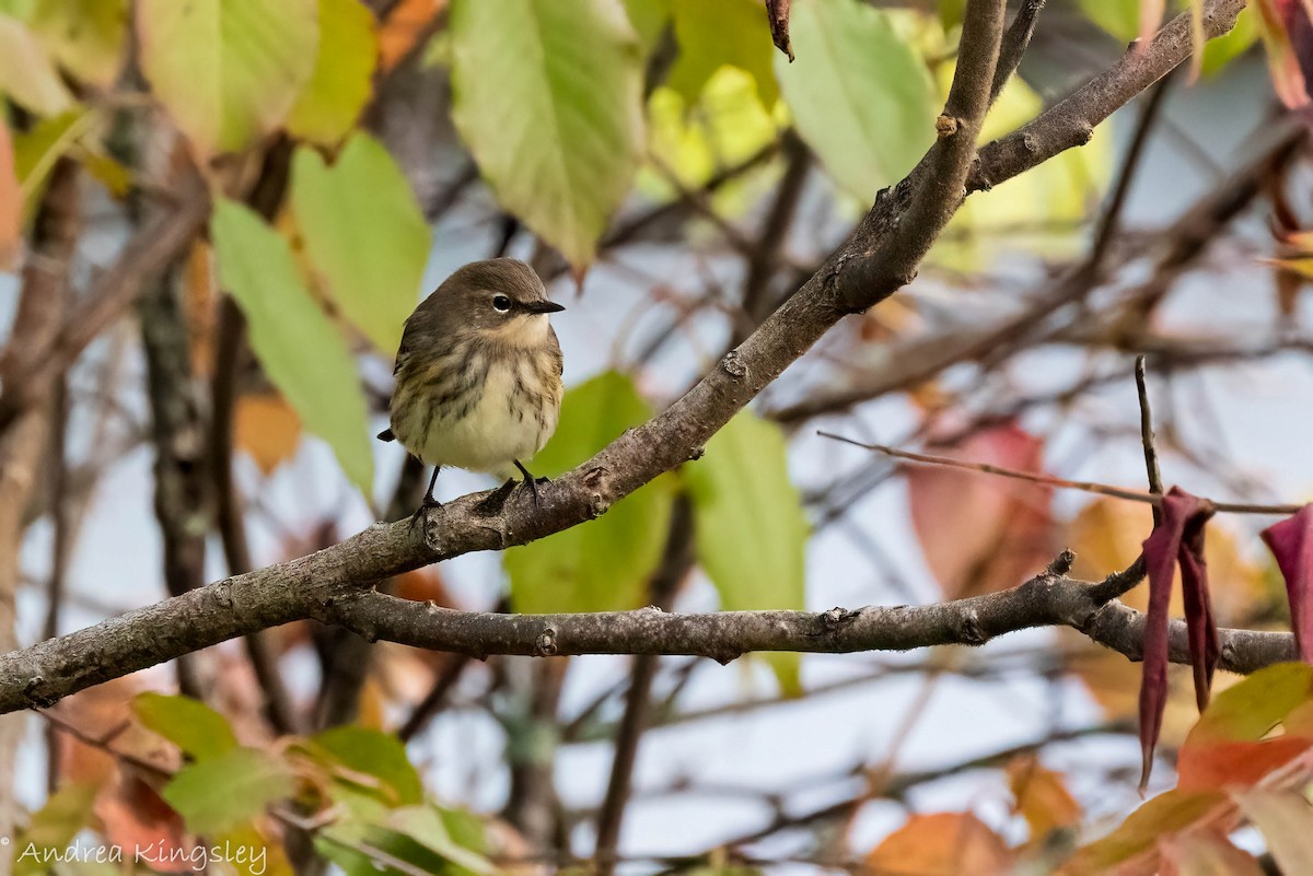 Yellow-rumped Warbler - ML373500081