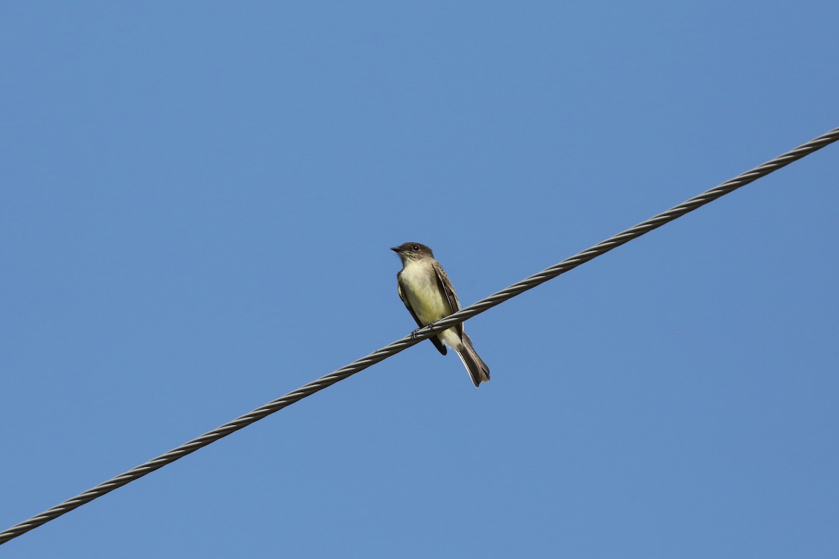 Eastern Phoebe - ML373502621