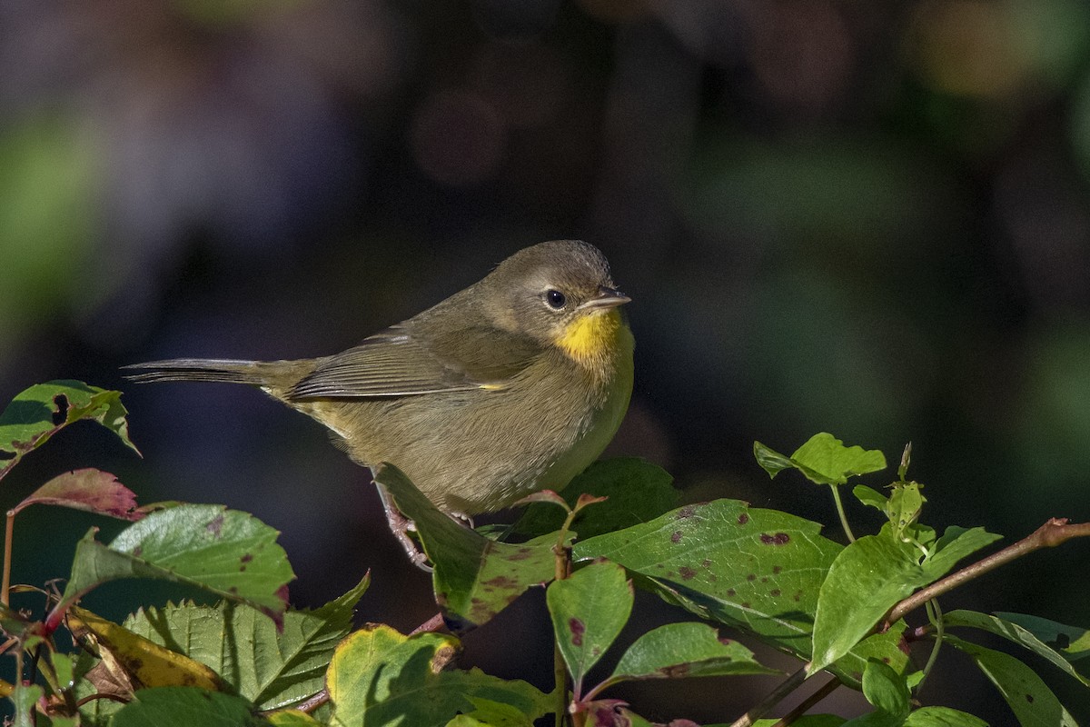 Common Yellowthroat - ML373503041