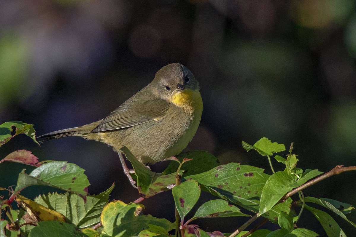 Common Yellowthroat - ML373503051