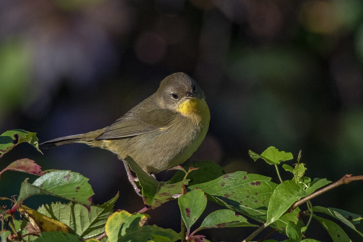 Common Yellowthroat - ML373503061