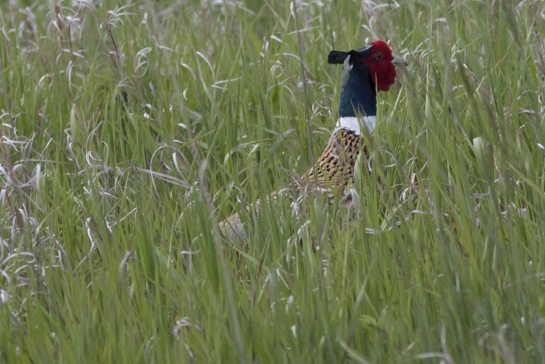 Ring-necked Pheasant - ML37350381