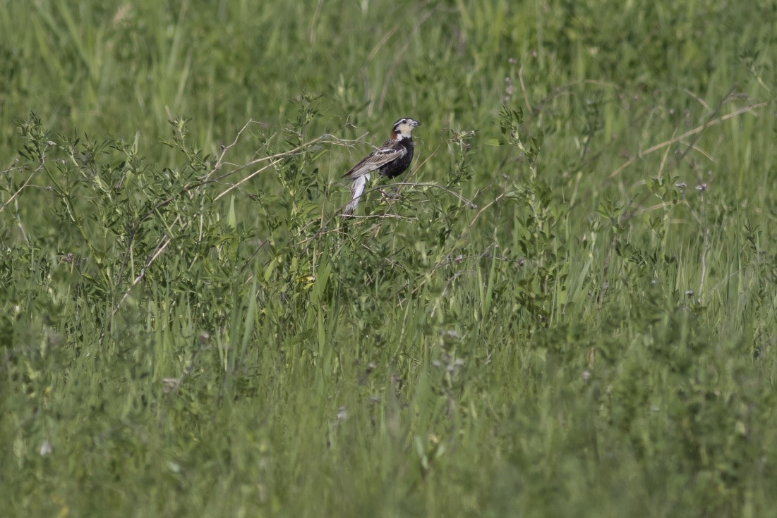 Chestnut-collared Longspur - ML37350461