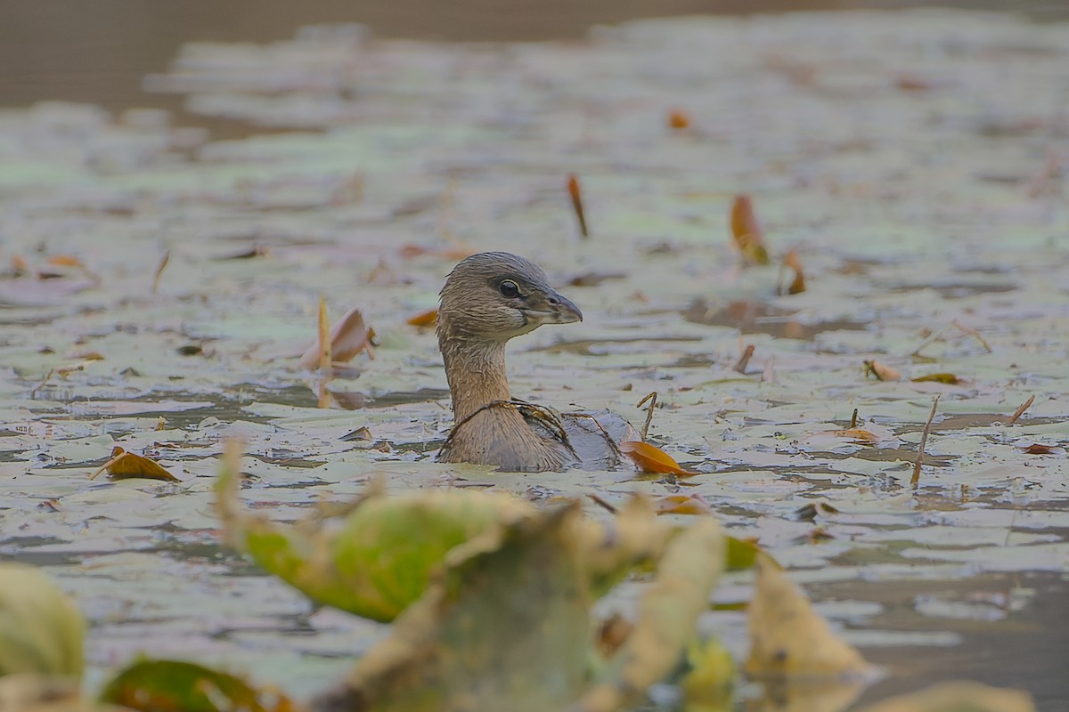 Pied-billed Grebe - Phil Thompson