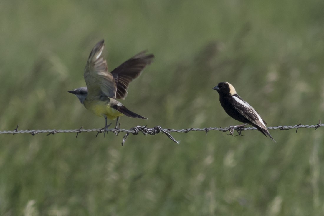 bobolink americký - ML37350531