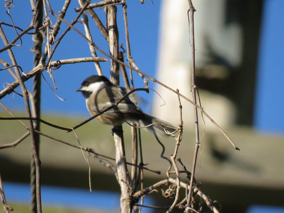 Black-capped Chickadee - John Mayer