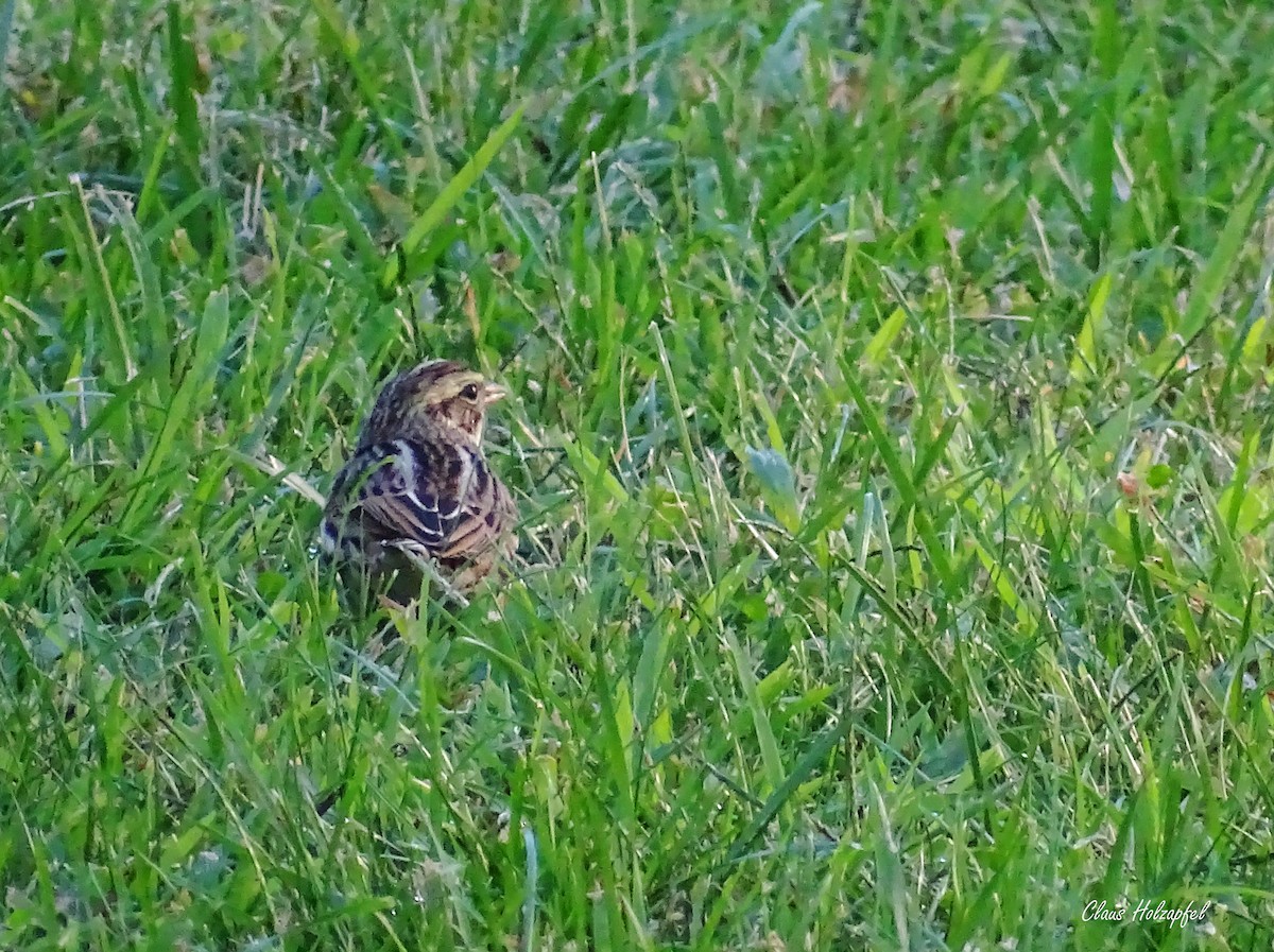 Bruant des prés - ML373507631