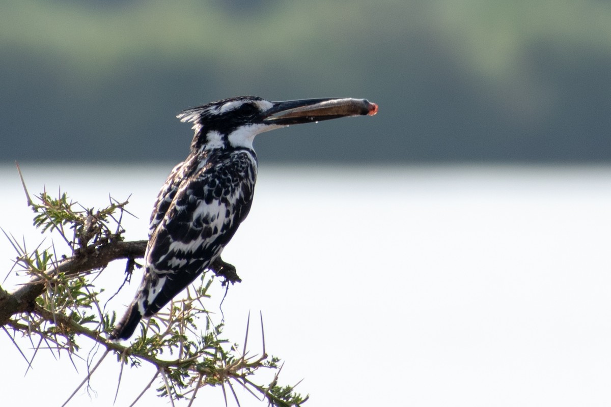 Pied Kingfisher - ML373508671