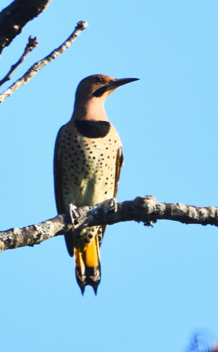 Northern Flicker - ML373510511