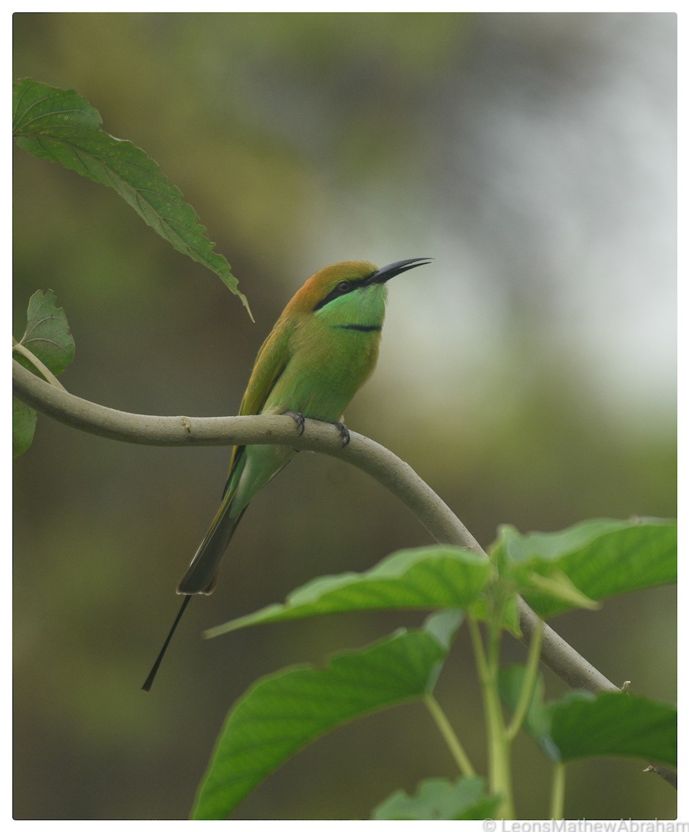 Asian Green Bee-eater - Leons Mathew Abraham