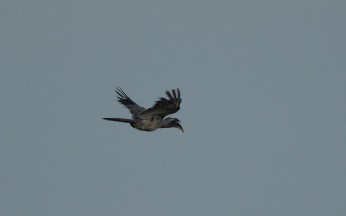 Indian Gray Hornbill - Gaja mohanraj