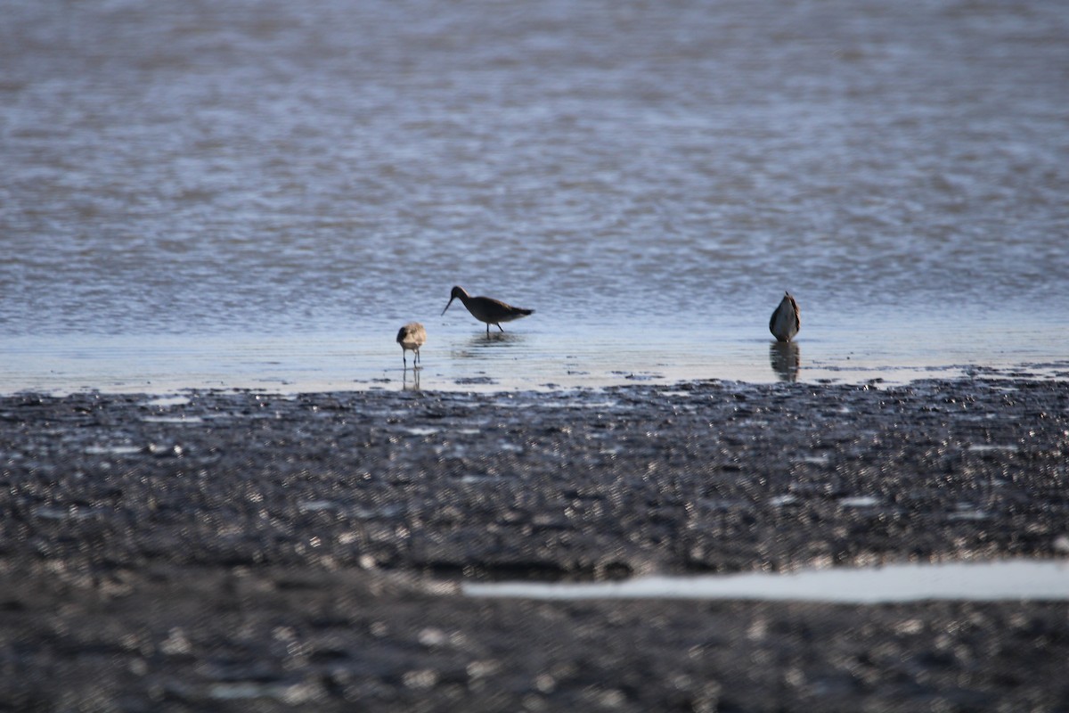 Hudsonian Godwit - ML373512211