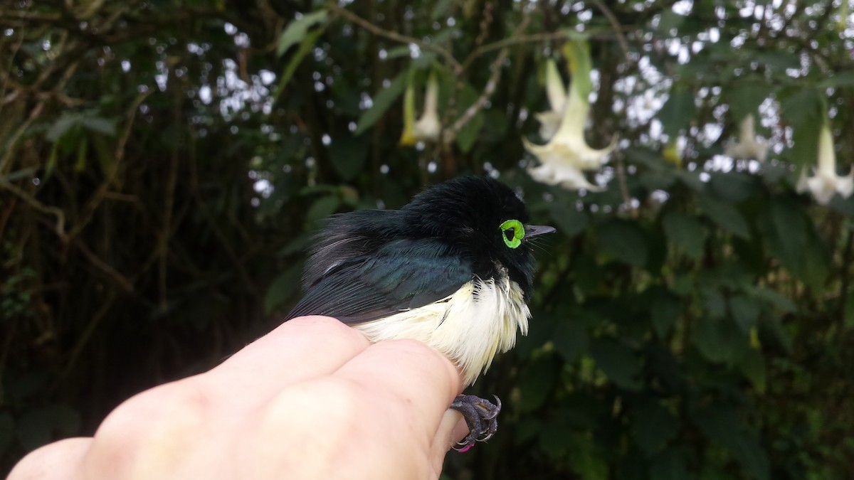 Black-necked Wattle-eye - ML37351271