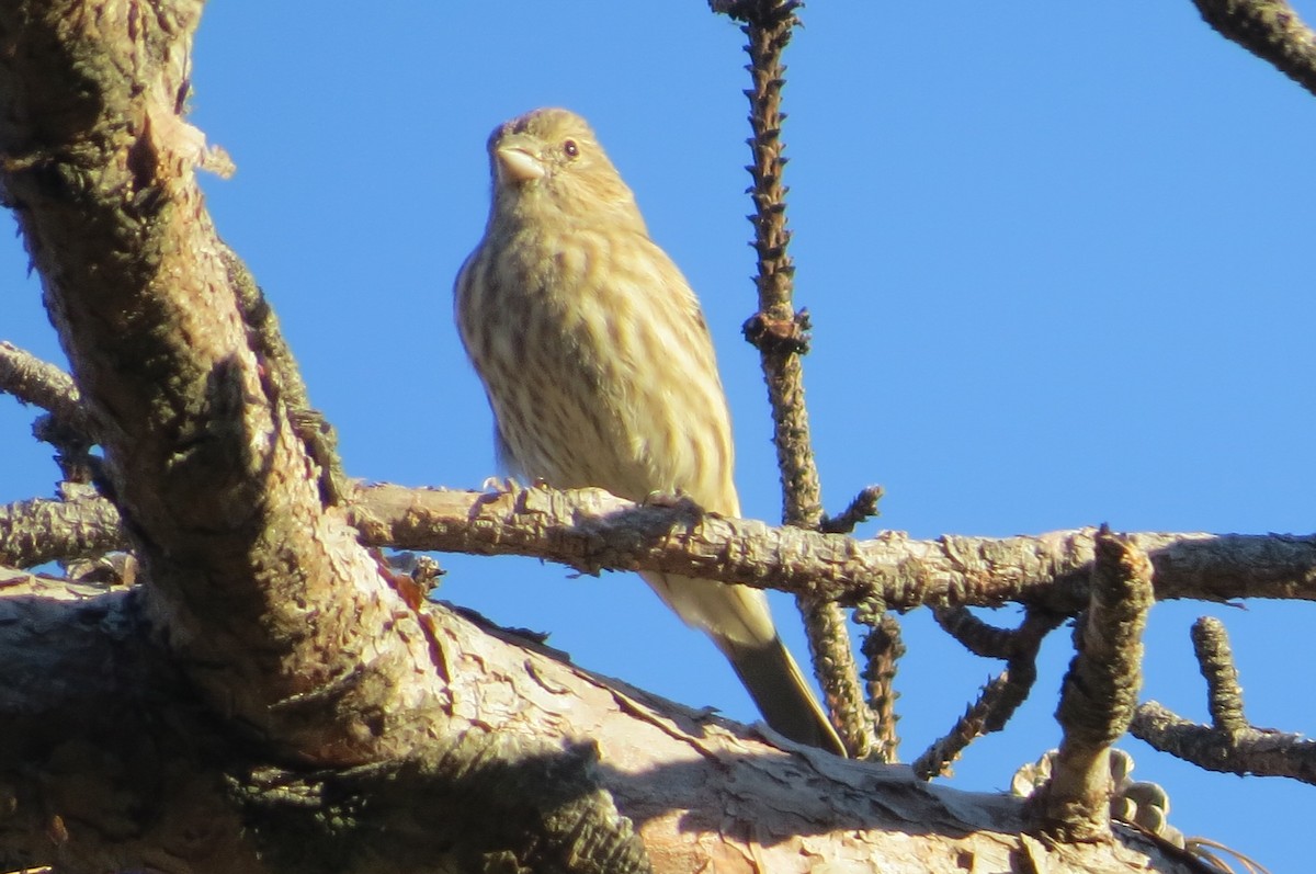House Finch - ML373514001