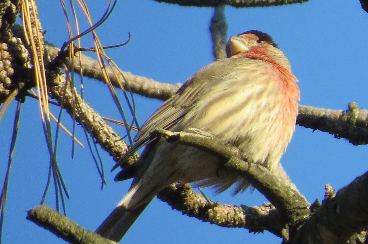 House Finch - ML373514011