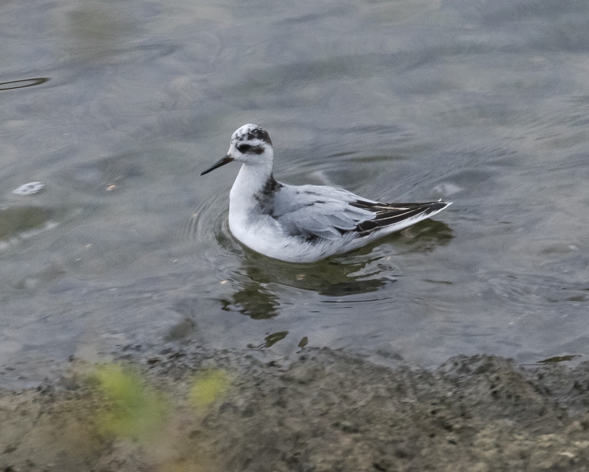 Улаан сэлээхэй - ML373514811