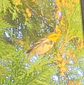 Black-throated Green Warbler - ML373517431