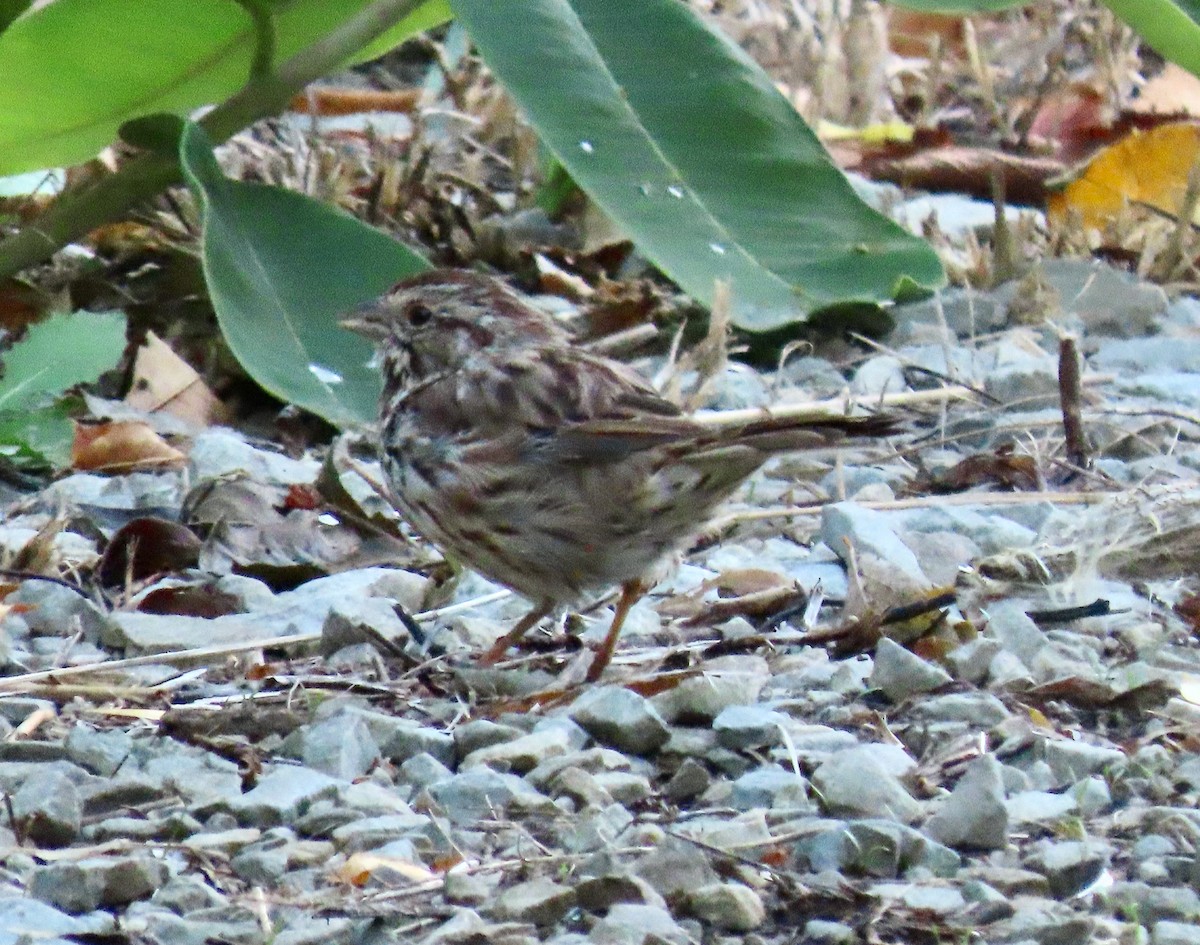 Song Sparrow - ML373517781